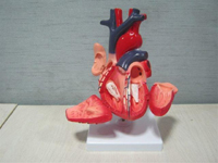 Heart Pharmaceutical and Anatomical Model Gifts